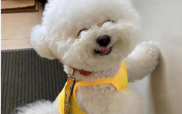 怎么給比熊犬剪毛發