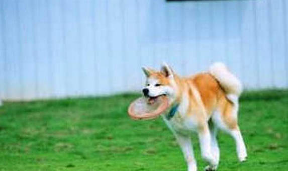 秋田犬是哪個國家的品種