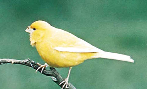 芙蓉鳥的飼養方法