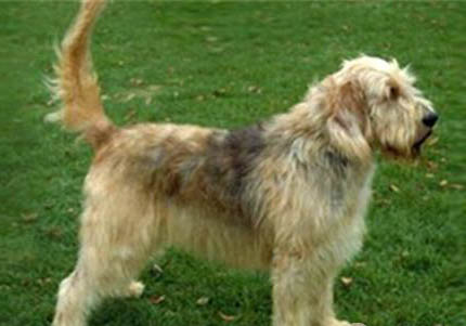 美國(guó)水獵犬聰明嗎