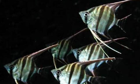 新手養(yǎng)潛水艇魚注意什么