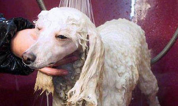 巨型貴賓犬性格