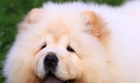 松獅犬嘔吐是什么原因不吃東西