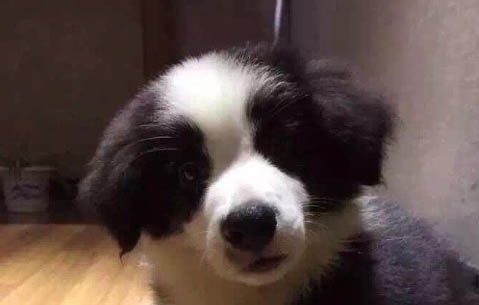 狗狗吃老鼠藥死亡幾率大嗎?
