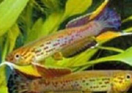 熱帶魚什么最好養(yǎng)