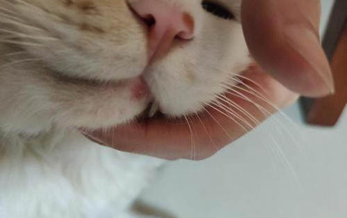 為什么不讓貓咪吃生肉呢