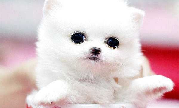 50元的茶杯犬在哪里買
