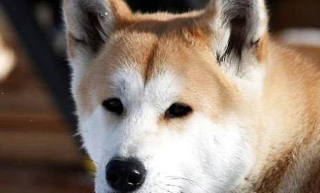 秋田犬智商相當于幾歲