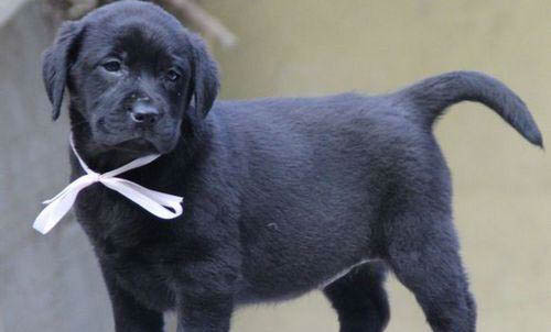 拉布拉多犬純種幼犬
