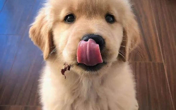 小狗為什么躲起來