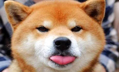 柴犬和哈士奇哪個好養