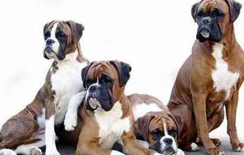 拳師犬吃家常飯可以嗎