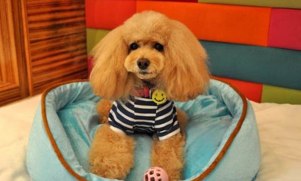 狗狗止痛藥有哪些牌子