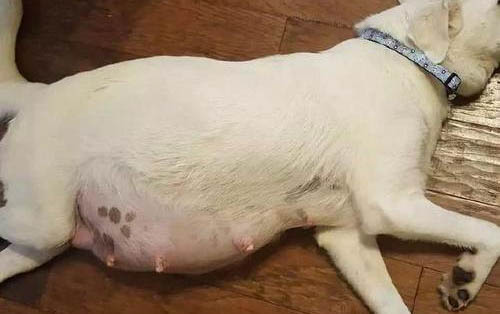 狗拉稀但是精神狀態很好是什么情況