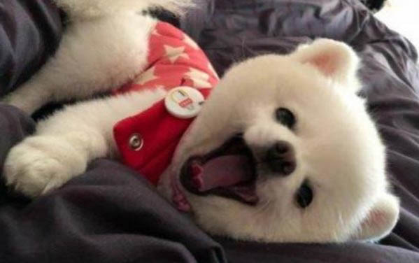 狗狗撕扯狗窩的原因及處理方法