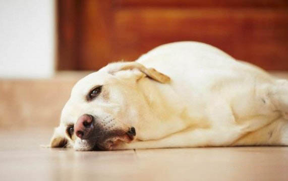 狗狗換牙期間食欲不好怎么辦呢?