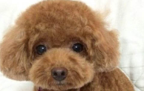 泰迪多久洗一次澡?