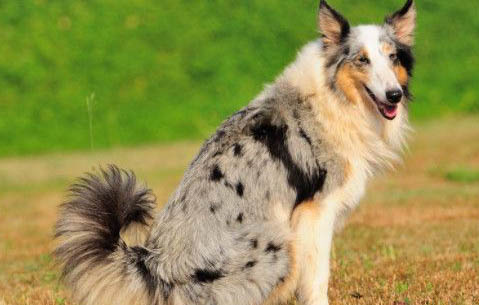 喜樂蒂牧羊犬受傷怎么處理傷口