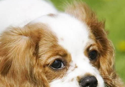 田野小獵犬的生活習性