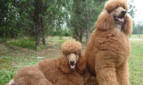 巨貴犬哪個顏色最貴