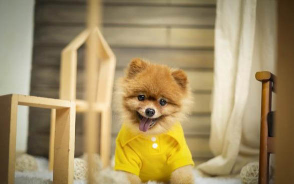 小狗曬太陽多久
