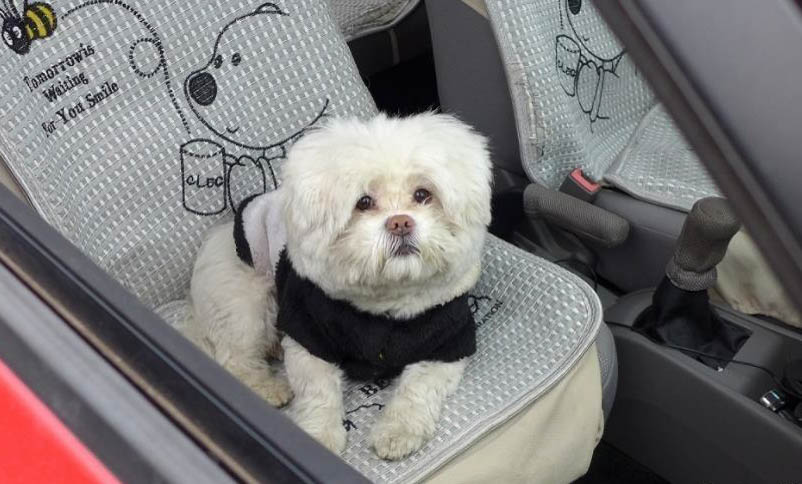 有狗瘟的狗狗都有什么癥狀