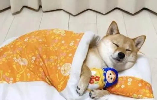 狗狗能吃辣椒嗎