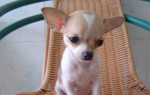 無體味不掉毛的小型犬，體味最小最干凈狗狗排名