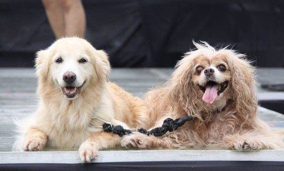 狗狗打完狂犬疫苗多久能出門