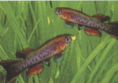 魚(yú)竿5h和6h的區(qū)別是什么