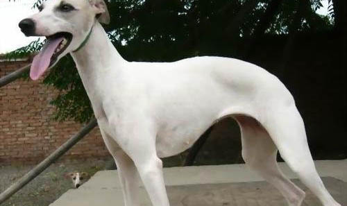 惠比特犬能單挑野兔嗎