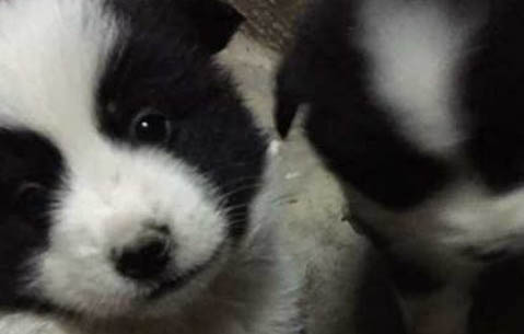 成犬一天吃多少狗糧
