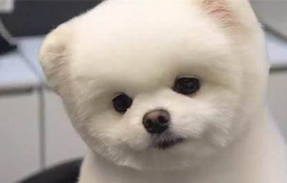 博美犬感冒期間可以體內驅蟲嗎
