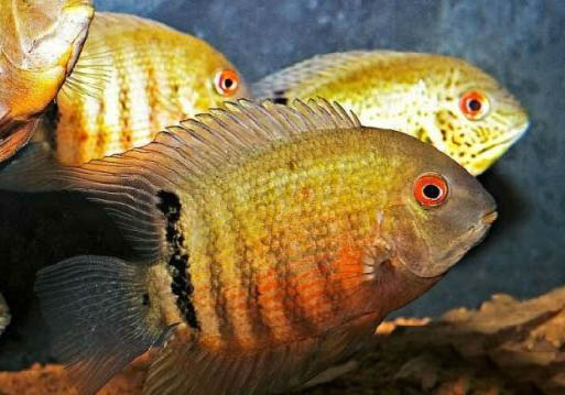 養(yǎng)魚怎么能讓水保持清澈