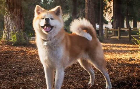 日本秋田犬太瘦原因