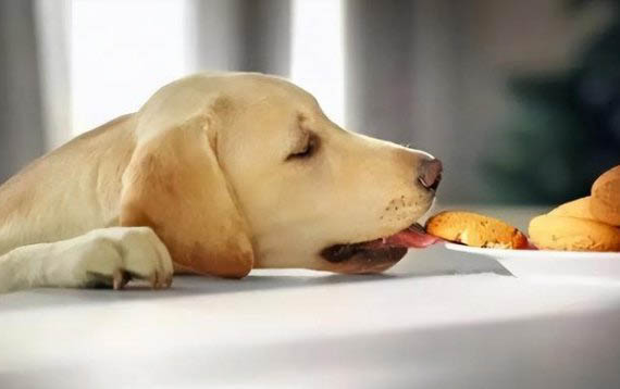 狗狗腦瘤癥狀有哪些
