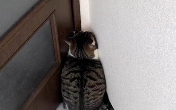 小貓出生多久可以離開貓媽媽