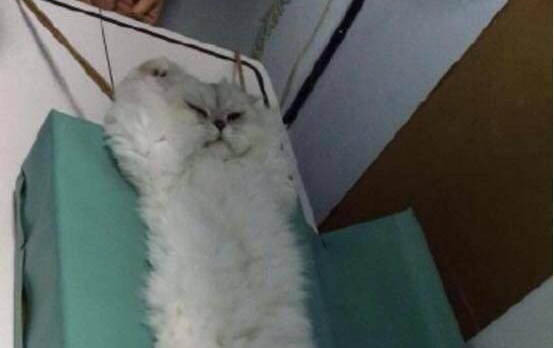 貓咪有點感冒了該怎么辦