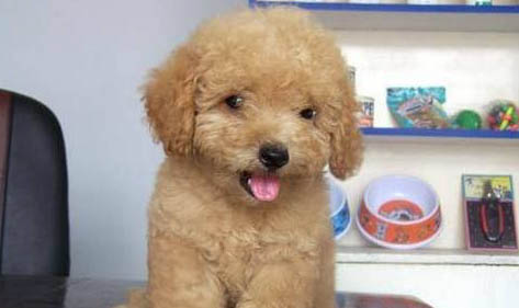 適合家養(yǎng)的狗小型犬