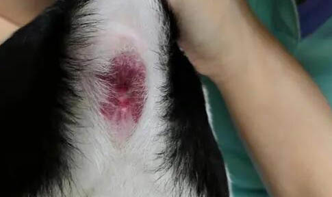 狗狗胃出血多久可以痊愈?
