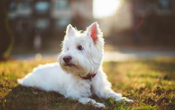 狗狗懷孕便秘怎么辦