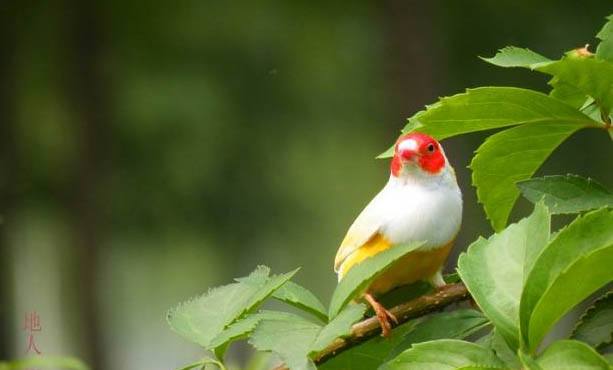 七彩文鳥的飼養(yǎng)與繁殖