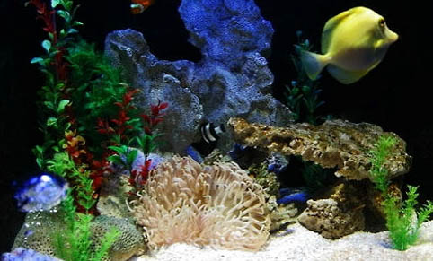 礦泉水養(yǎng)魚用困水嗎