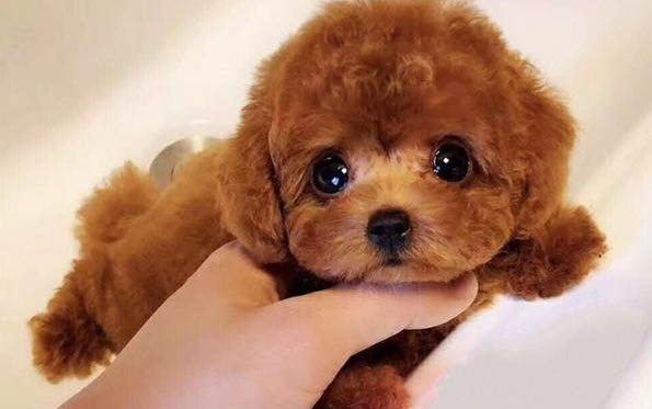 泰迪犬能活多久