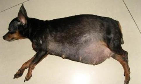 現在小鹿犬什么顏色的最貴
