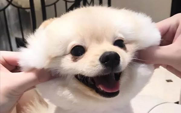 小狗腸炎得狗瘟的癥狀有哪些