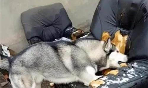 狗狗有腸胃炎吃什么食物?