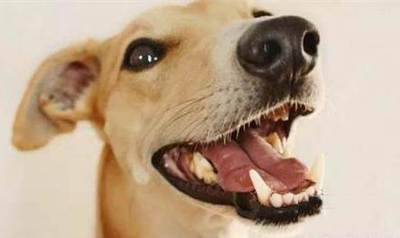 狗狗可以近親交配嗎