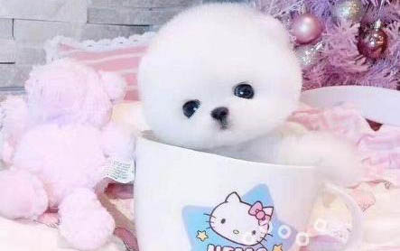 為什么茶杯犬不可以養