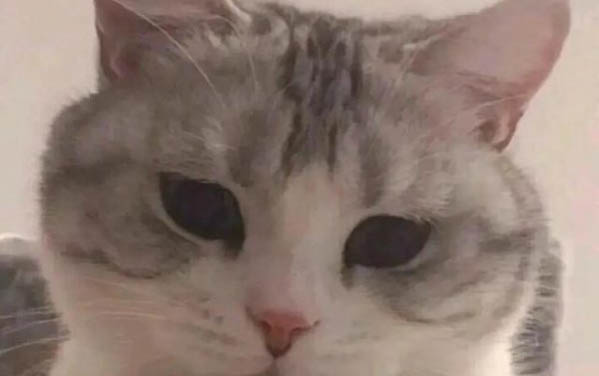 小貓便血但是精神很好的原因